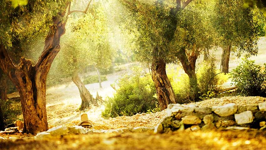 OKULLARA ÖZEL GRUP ÇADIR KAMP PROGRAMI